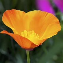 1000 Seeds California Poppy Organic Beautiful Bright Orange - £14.37 GBP