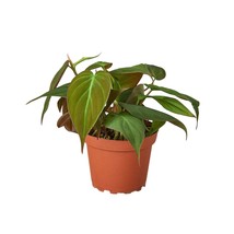 Philodendron 'Velvet'-6" Pot / Black Cylinder - $2,148.11 MXN