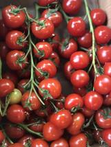 FREE SHIPPING 200 Cherry Tomato Seeds - Tomato seeds - Non GMO - USA Grown - £10.37 GBP