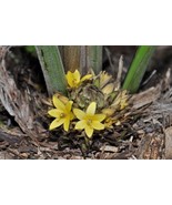 FMG Curculigo Capitulata Grass Whale Back 100 Seeds Planting Seeds - $454.94 MXN