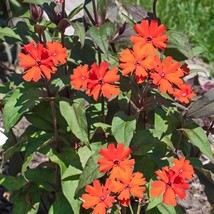 New Fresh Seeds Lychnis Seeds Lychnis Arkwrightii Vesuvius Flower Seed 1000 Seed - $13.06