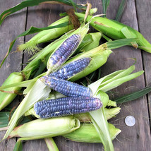 Garden Adventure Awaits: Baby Blue Jade Corn - 4 Non-GMO Seeds - £214,077.91 GBP