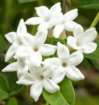 New Fresh Seeds Stephanotis Floribunda Madagascar Jasmine Waxflower 5 Seeds Fast - $31.90