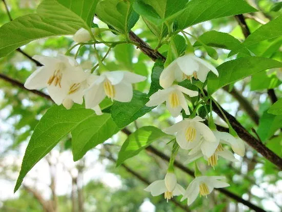 10 Emerald Pagoda Japanese Snowball Tree Seeds Styrax Japonicus Fresh Seeds - £10.81 GBP