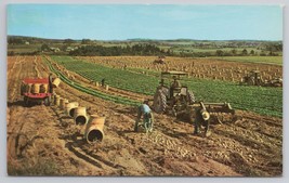 Potato Harvest Aroostook County Maine Fields Grain Vintage Postcard - £10.80 GBP