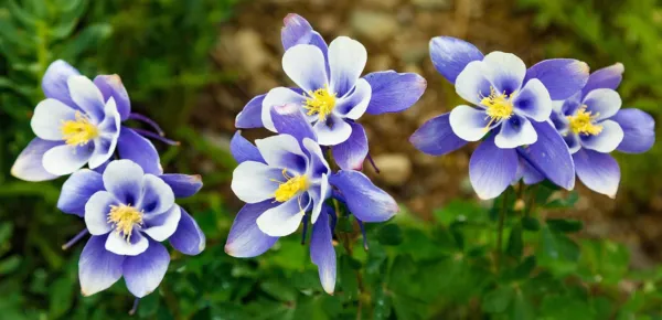 Fresh 500+ Blue Colorado Columbine Flower Seeds Non Gmo Garden - £11.65 GBP