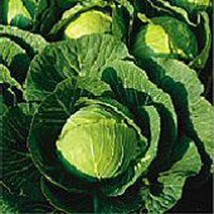 USA SELLER Multikeeper Cabbage Seeds Fast Shipping - $9.80