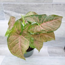 VP Pink Syngonium Podophyllum Arrowhead Plant (Neon Robusta) Live House Plant 6&quot; - $34.49