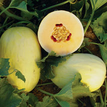 Elips Crenshaw Melon 20 Seeds Non-GMO - £3.95 GBP