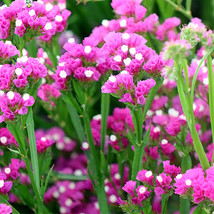 300 Seeds Pink Limonium Sinuatum Beautiful - £11.37 GBP