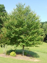 Red Maple 2.5&quot; pot native red maple - £5.55 GBP