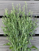 200 Seeds of Cress Persian Flower Seeds USA Grown - £14.35 GBP