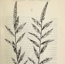 1905 Seneca Snakeroot Flower Print Pen &amp; Ink Lithograph Antique Art 6.75 x 3.75 - £13.77 GBP