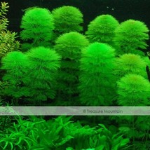 Fresh Seeds Approx 100 Seeds Variety 1 Pack Variety 25 Types Aquarium Gr... - $12.72