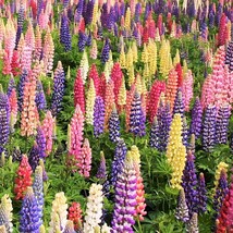 Russell Mix Lupine Seeds Lupinus Rainbow Lupin Large Leaf Bluebonnet Col... - £7.64 GBP