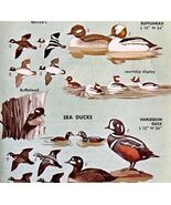 Sea Ducks 4 Different Varieties &amp; Types 1966 Color Bird Art Print Nature... - $28.01 CAD