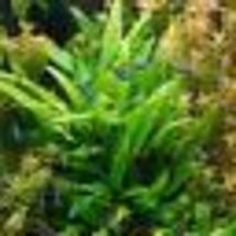 Aquarium Live Plant Decoration Tank Cryptocoryne Wendtii Green Bundle Tropical - £16.73 GBP