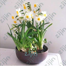 New Fresh 100Pcs Seed Narcissus Potted White Daffodil Flower Perennial Indoor Ga - £3.16 GBP