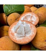 Big Santol Sandoricum Koetjape Live Fruit Tree 2-3Ft Plant Garden - $18,264.26 MXN