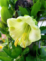 5 Seeds White Cathedral Bells Vine Cup &amp; Saucer Cobaea Scandens Alba Plant Fast - £7.64 GBP