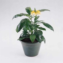 New Fresh Seeds Crossandra Seeds Yellow Firecracker Flower Seed 30 Seeds - $19.98