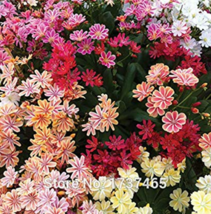 Imported Real 5 pcs/lot Lewisia Cotyledon &#39;Galaxy Mixed&#39; Flower Bonsai Plant Hom - £3.98 GBP