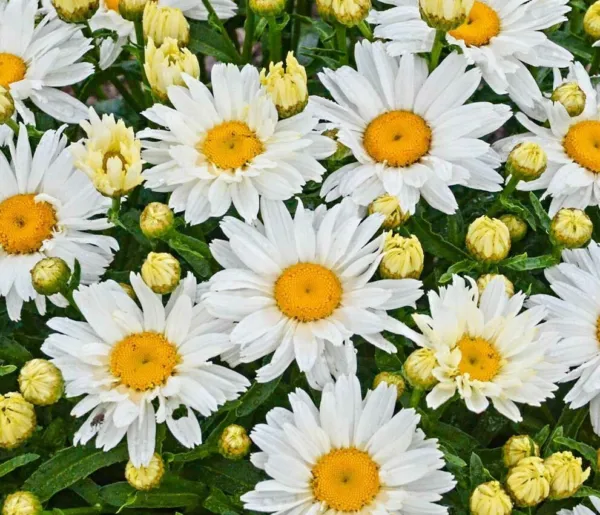 Shasta Daisy Flower Seeds 300+ Perennial Bees Butterfly Garden - £3.39 GBP