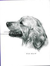 # 64 GOLDEN RETRIEVER portrait dog art print * Pen and ink drawing * Jan... - $12.50