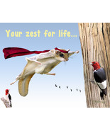 Funny Flying Squirrel Thinking Of You Card: Amazing You By Shaboo Prints - $5.00