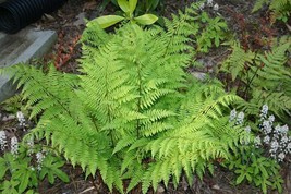 Lady in Red Ferns Bulbs 25 pack - £31.24 GBP