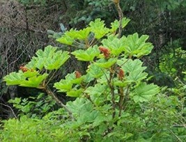 US Seller 30 Seeds Oplopanax Horridus Devils Club Seeds Very Exotic Suited For C - £11.60 GBP