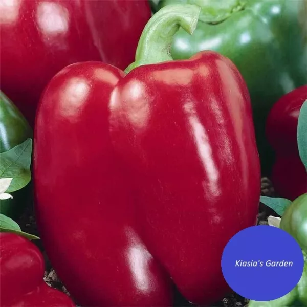 50+ Sweet Big Red Pepper Seeds Non Gm Heirloom Vegetable Seeds Fresh Garden - $7.98