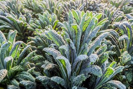 App 50 Seeds Dinosaur or Black Kale Heirloom - All  Natural   - $4.99