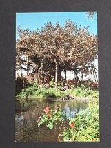 Walt Disney World Florida Swiss Family Island Treehouse UNP Postcard c1970s (b - £6.28 GBP