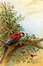 Parrot in a tree above Hummingbirds by Anton Hochstein - Art Print - £17.29 GBP+