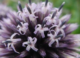 30 Pc Seeds Echinops Globe Thistle Ritro Flower, Echinops Seeds for Planting |RK - £11.73 GBP