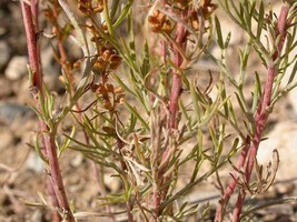 USA Beach Wormwood Artemisia Caudata Silvermound Red Sagewort Herb 500 Seeds - £8.64 GBP