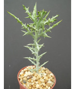 Semilir 4&quot;&quot; Pot Euphorbia Stenoclada Exotic Africa Cactus Plant Succulen... - $1,108.04 MXN