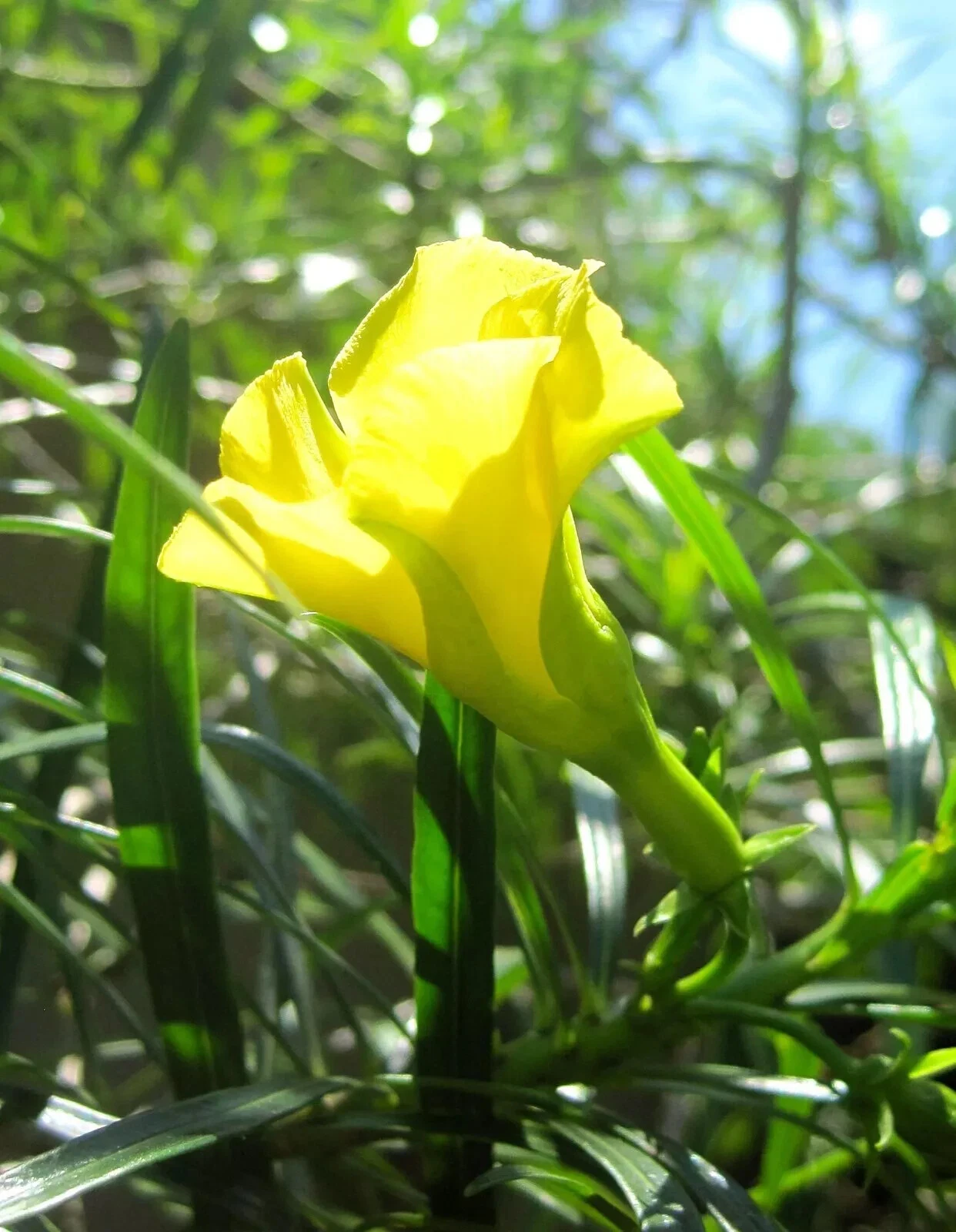Thevenia Cascabela Peruviana Lucky nut (Yellow Oleander) 15 SEEDS - $7.94
