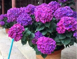 50 Seeds Hydrangea Seeds Dark Purple Ball Type Flowers USA SELLER Garden - £4.97 GBP