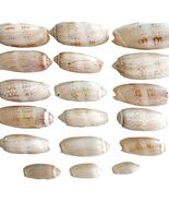 Lettered Olive Shells Lot Of 18 Maine Coast Nautical Collectible Atlanti... - €17,16 EUR