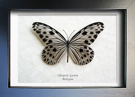 Rice Paper Ideopsis Gaura Real Butterfly Framed Entomology Collectible Shadowbox - £36.59 GBP