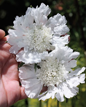 THJAR Scabiosa Pincushion Flower fresh White seeds (70) - $5.99