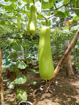 30 Pcs Long Calabash Gourd Seeds #MNTS - £15.67 GBP