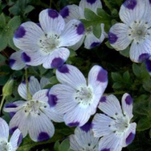 25 Seeds Five Spot Flower - £14.38 GBP