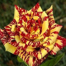 200 Seeds / Pack, &#39;George Burns&#39; Striped Rose, Bush Yellow With Burgundy Striped - $30.00