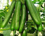 25 Seeds Beit Alpha Cucumber Seeds Persian / Lebanese Heirloom Organic F... - $8.99