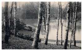 Bare Trees around a tranquil lake RPPC Postcard - £7.75 GBP