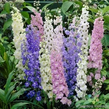 200 Standard Mix Delphinium Seeds New Fast Shipping - $10.96