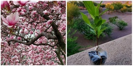 Ann Magnolia Tree - 6-12&quot; Tall Live Plant - 2.5&quot; Pot - Potted Seedling - H0 - £73.30 GBP